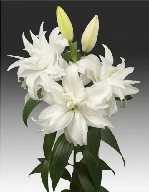 Лилия Полар Стар 